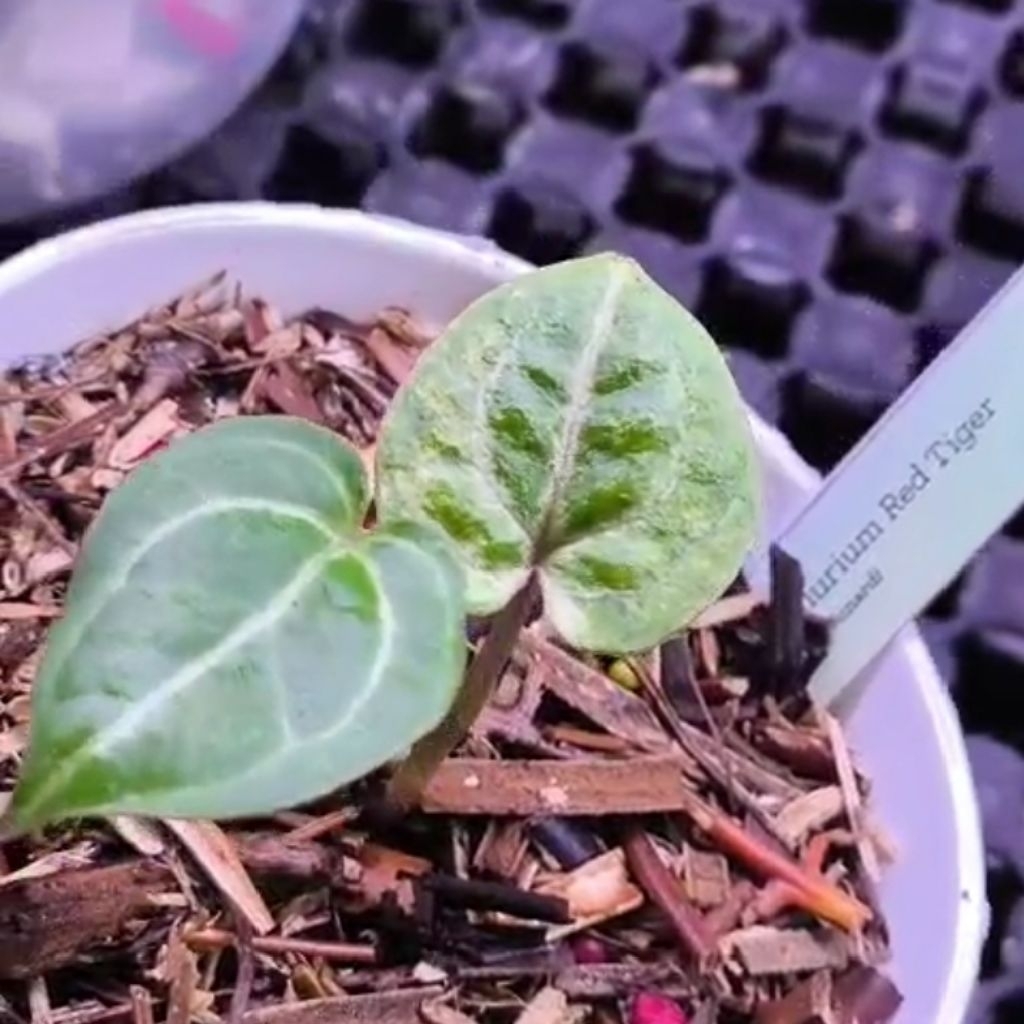Anthurium Kuping Gajah Red Tiger Variegata Tanaman Hias 100% Sesuai Foto Yang Ditampilkan