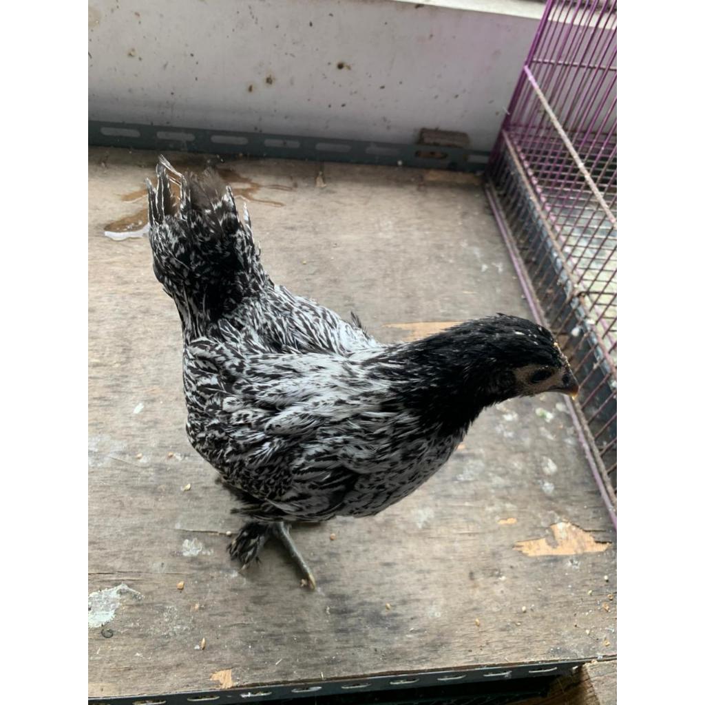 Anakan ayam batik lucu usia 1-3 bulan