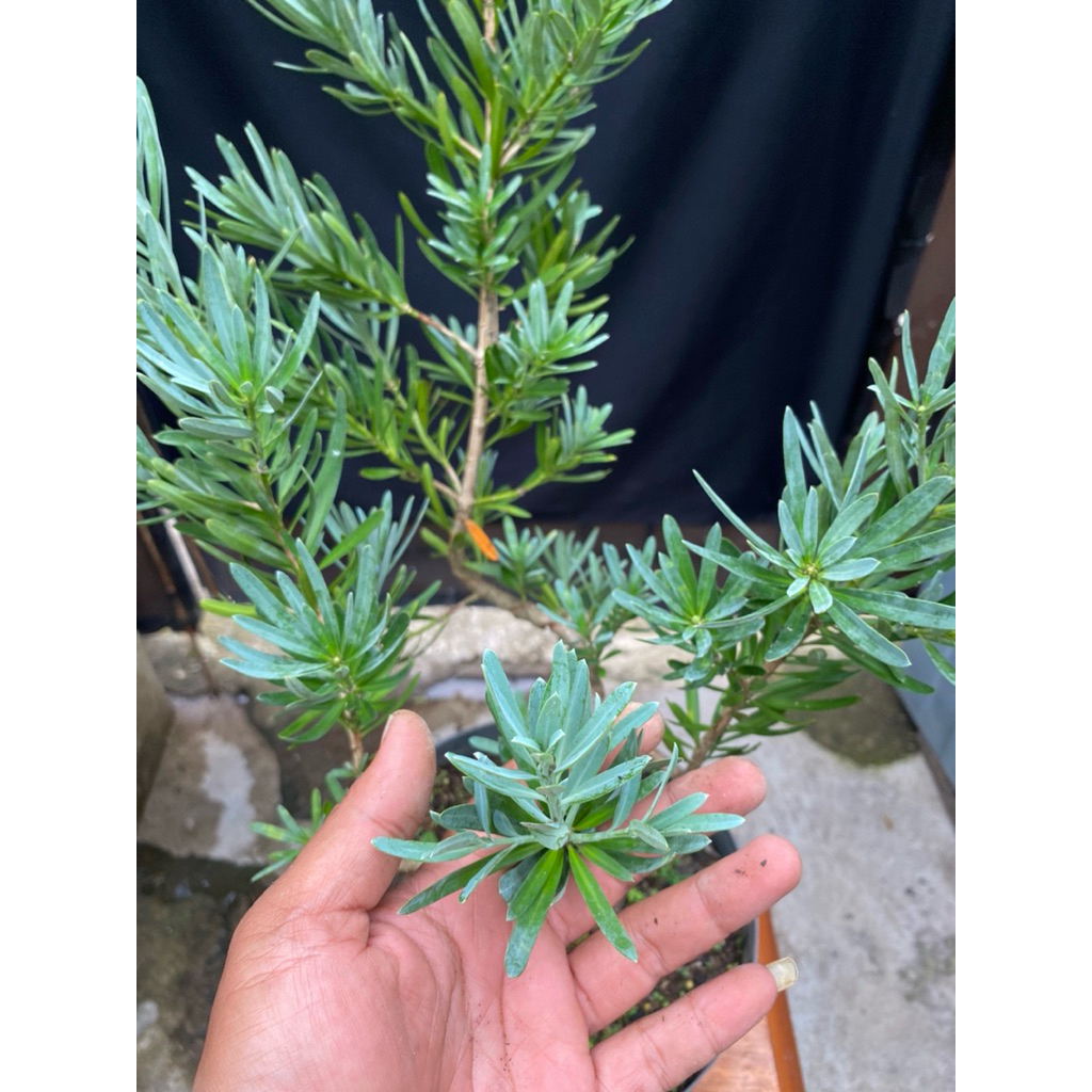 Bahan Bonsai Lohansung Silver/Blue Ice