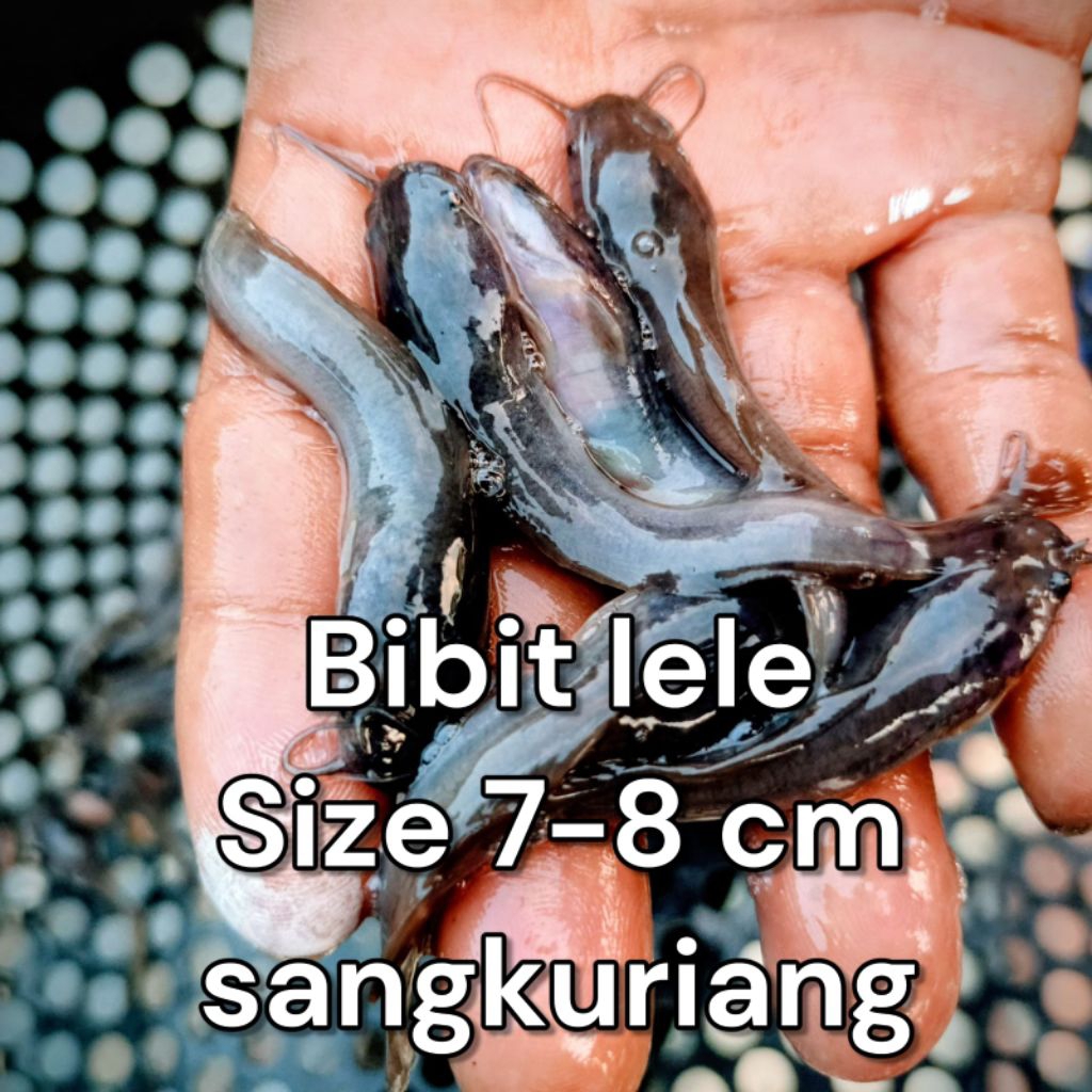 bonus pakan bibit lele 7-8 cm isi 25
