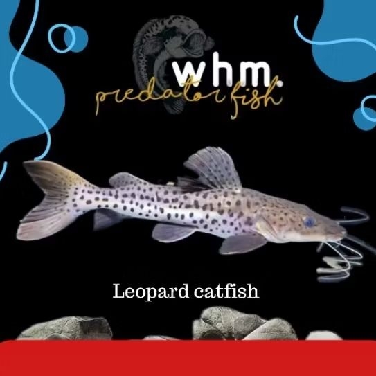 Leopard Catfish 5-8 cm PROMO TERMURAH ( Mainan Ikan)