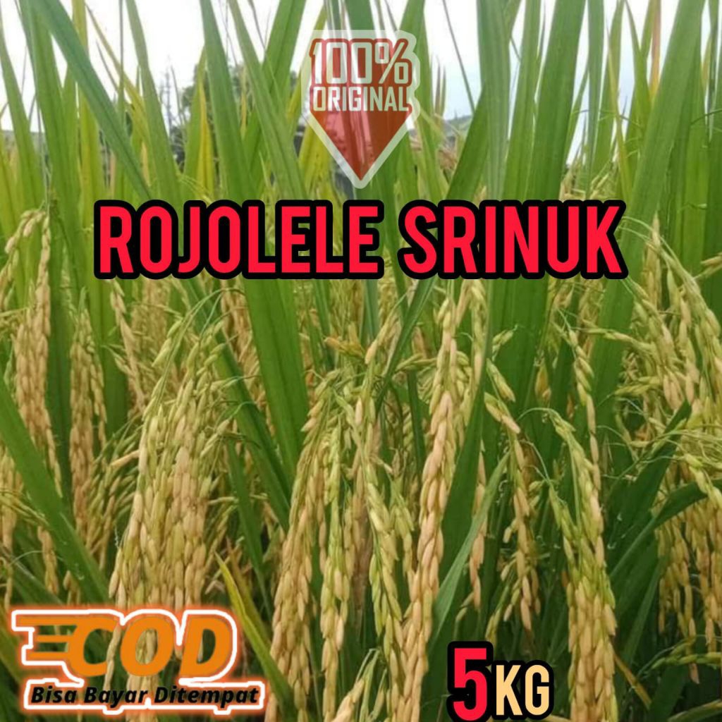 BIBIT PADI ROJOLELE SRINUK SUPER KEMASAN 5KG BERKUALITAS UNGGUL