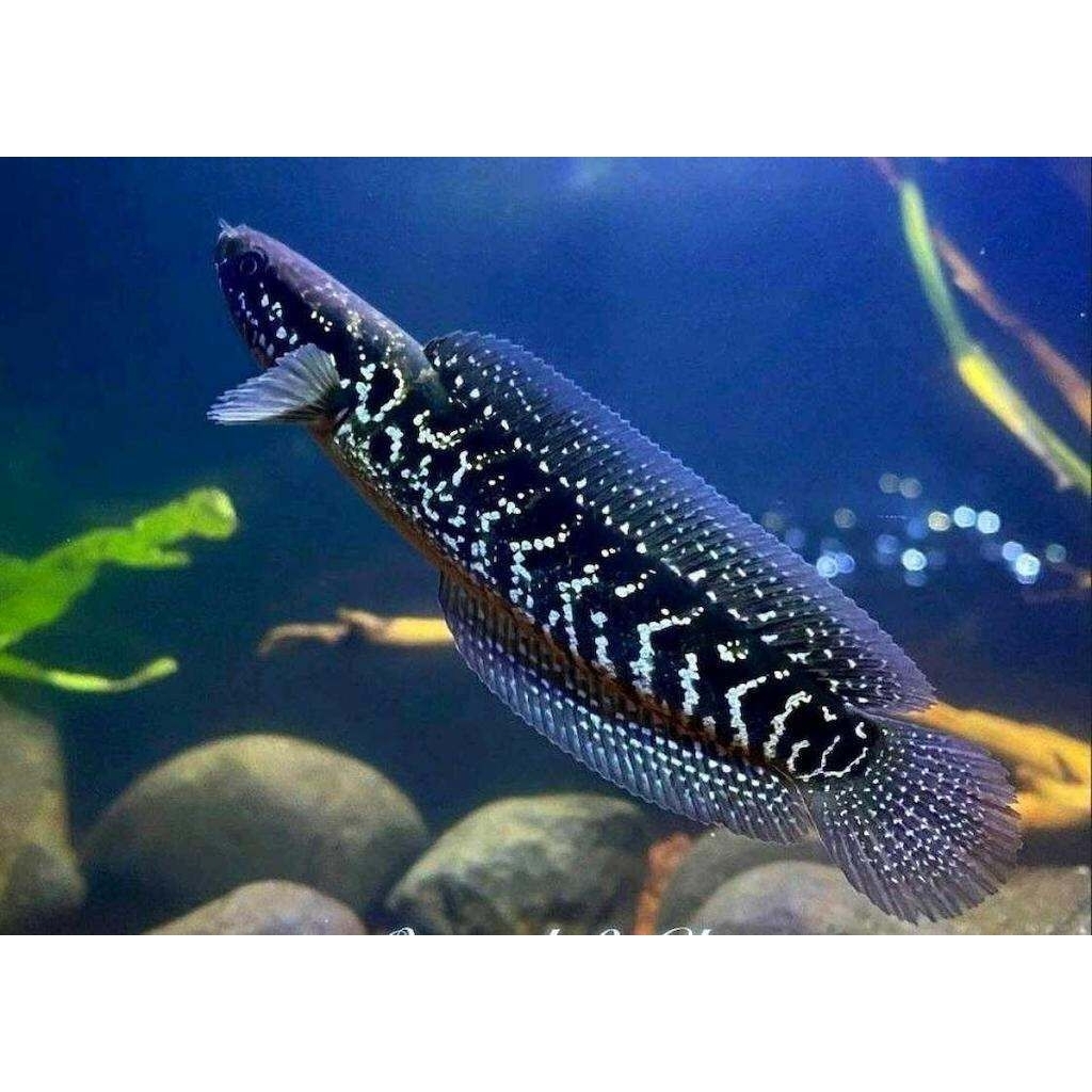 Chana Asiatica ws pure 11cm-12cm