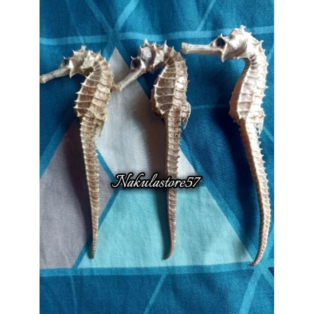 Kuda Laut Kering super jumbo ukuran 11cm-15cm (1Biji)