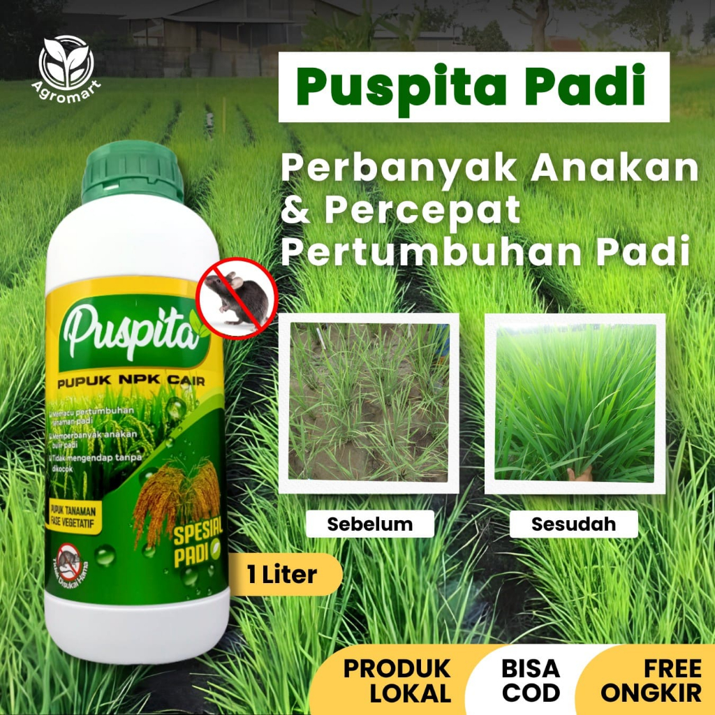 Pupuk NPK Cair Spesial Padi Kandungan GA3 Perbanyak anakan bulir Padi Berkualitas