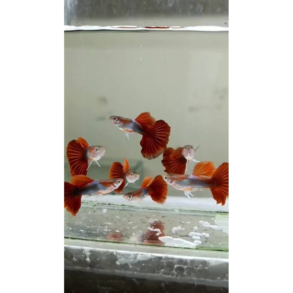 Pakan Ikan Hias HB red rosetail perpair/pasang size remaja