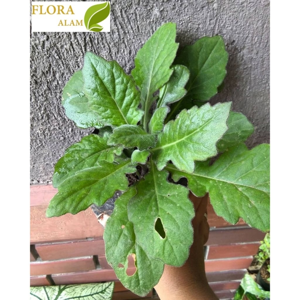 Tanaman Daun Dewa Tanaman Herbal