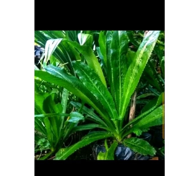 Walang cina/walang sangit isi 1 kg