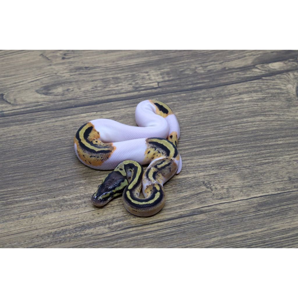 Ballpython Yellow Belly Pied Het Clown Male