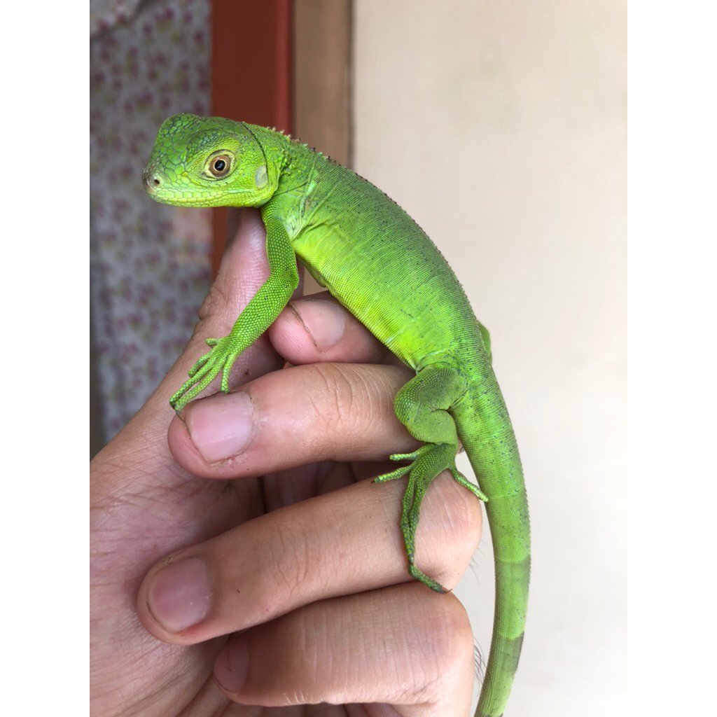 green iguana
