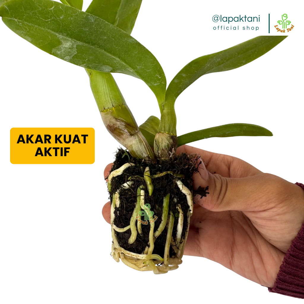Promo Anggrek Dendrobium Seedling – Bibit Tanaman Hidup - Bunga Premium