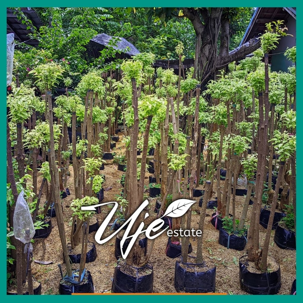 BONSAI ANTING PUTRI 4 TRAP 4 SUSUN 1 METER UP/BONSAI TAMAN ANTING PUTRI MENTAOS 4 TRAP 1 METER/TANAM