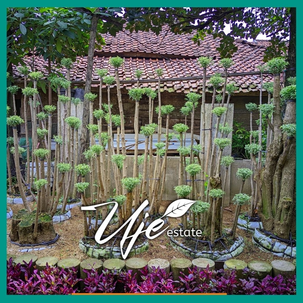 BONSAI ANTING PUTRI MIKRO 3 TRAP 3 SUSUN 1 METER/TANAMAN MENTAOS STEK ANTING PUTRI 4 TRAP 2 METER/ME