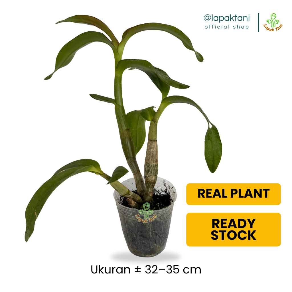 Anggrek Dendrobium Remaja – Bunga Hidup Siap Berbunga Premium Jumbo