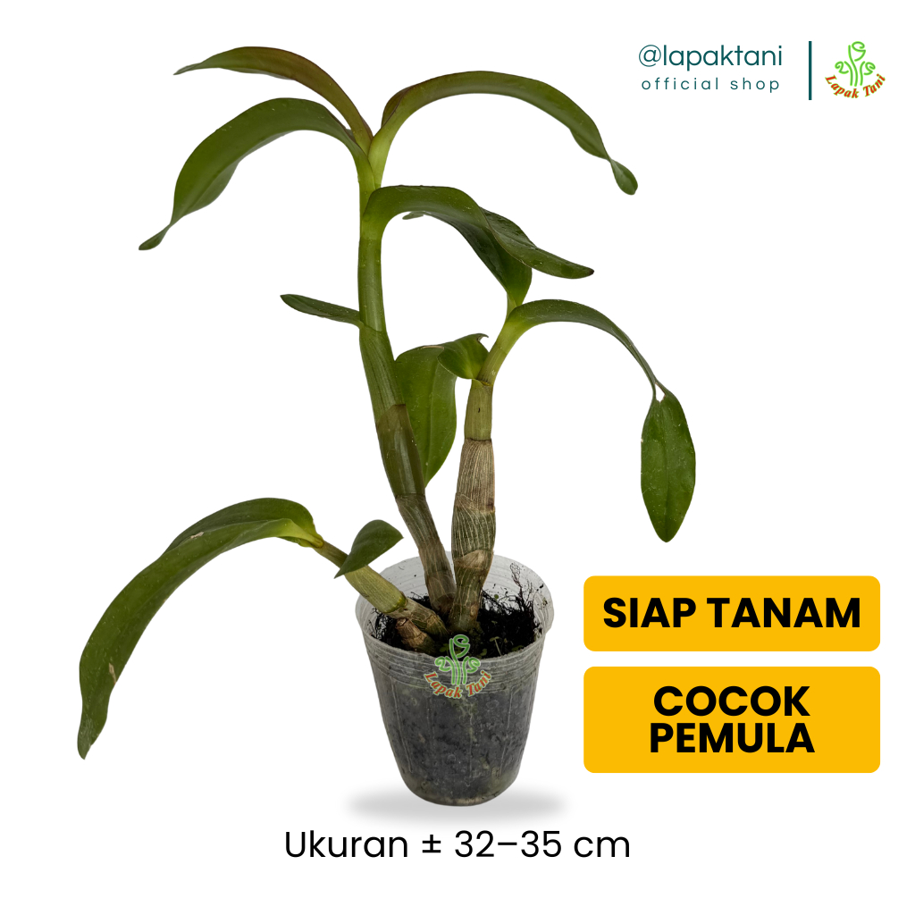 Bibit Anggrek Remaja Dendrobium – Tanaman Hidup Siap Berbunga Jumbo Premium