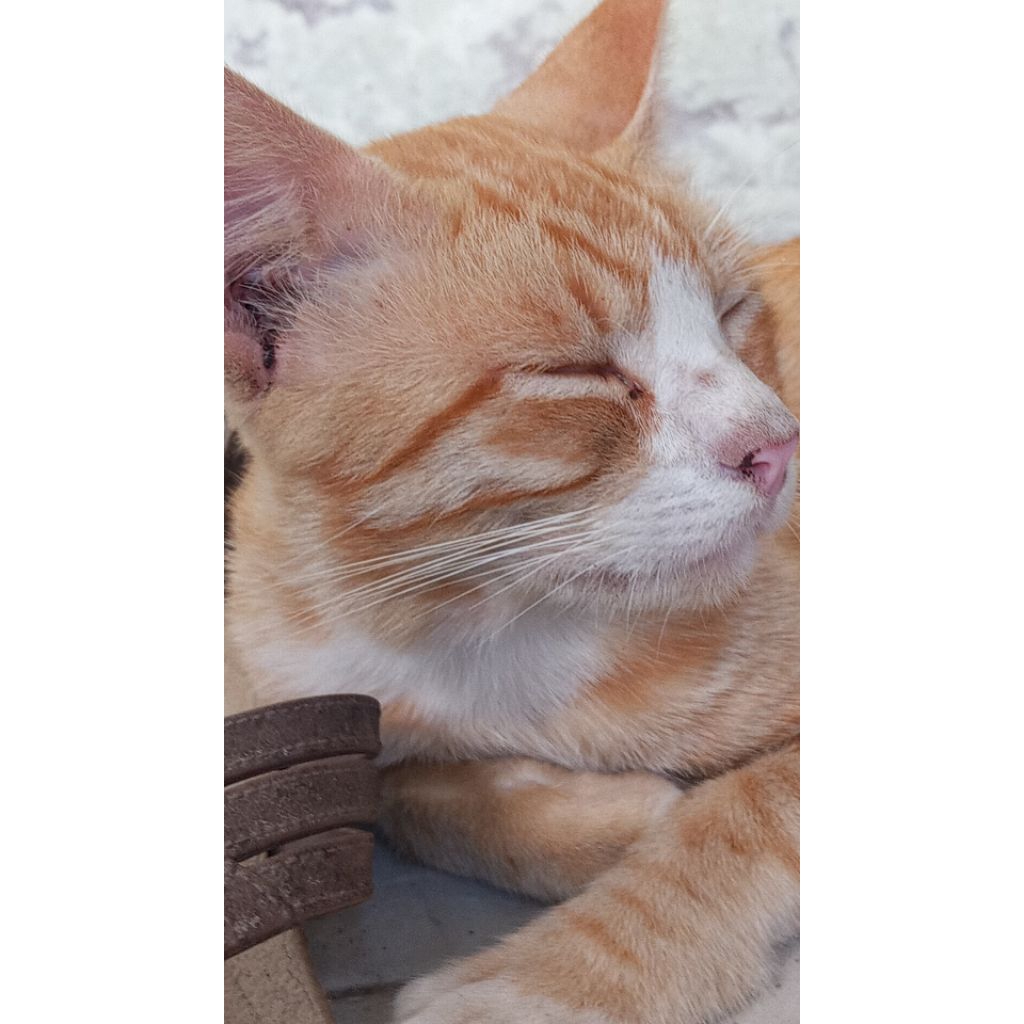 Views TikTok | Jasa View Cepat & Stabil