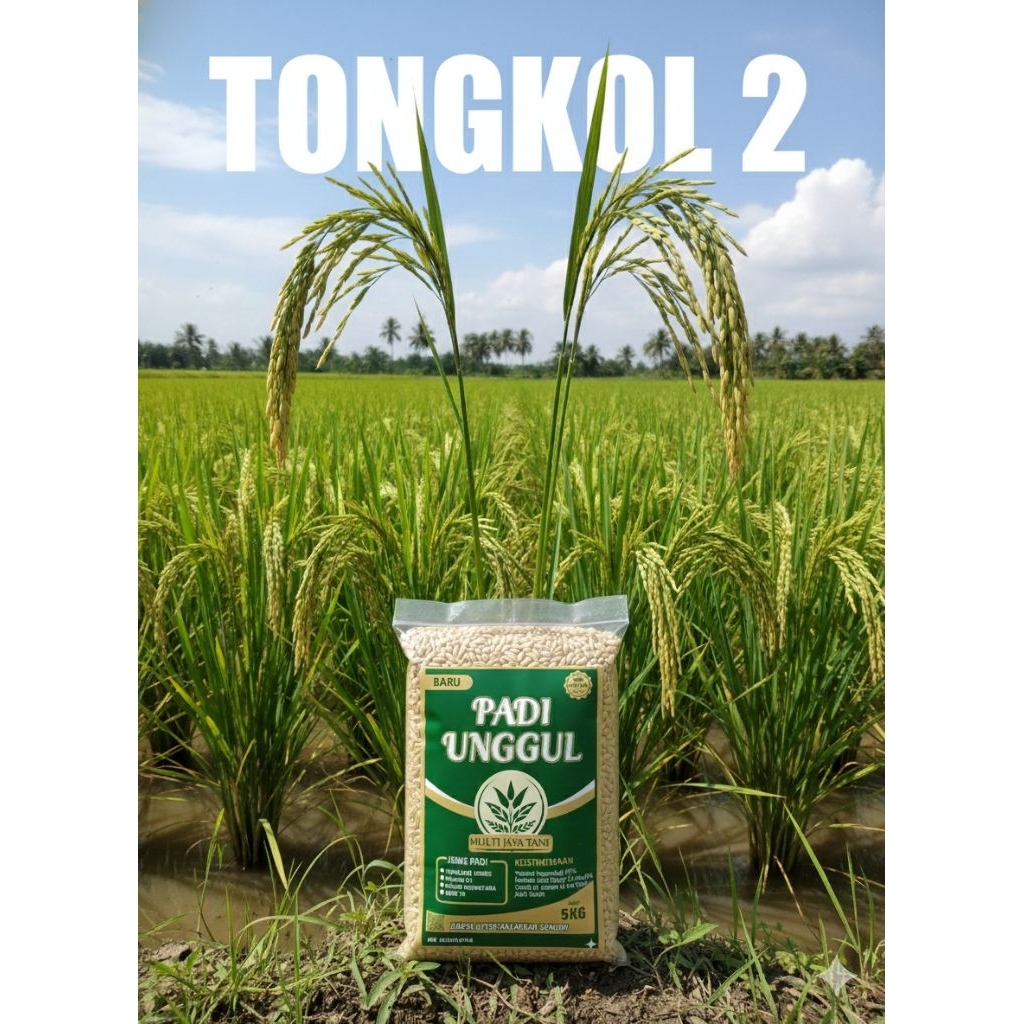 BENIH PADI UNGGUL T2 (TONGKOL 2) kemasan 5KG