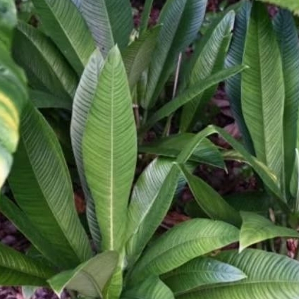 Tanaman Hias Philodendron Linet - Phillo linet