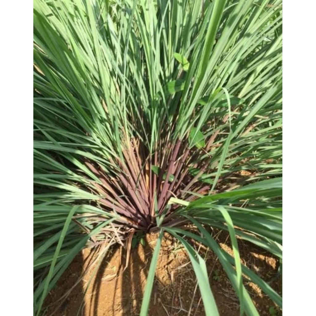 paket bibit sereh wangi merah/ sereh wangi