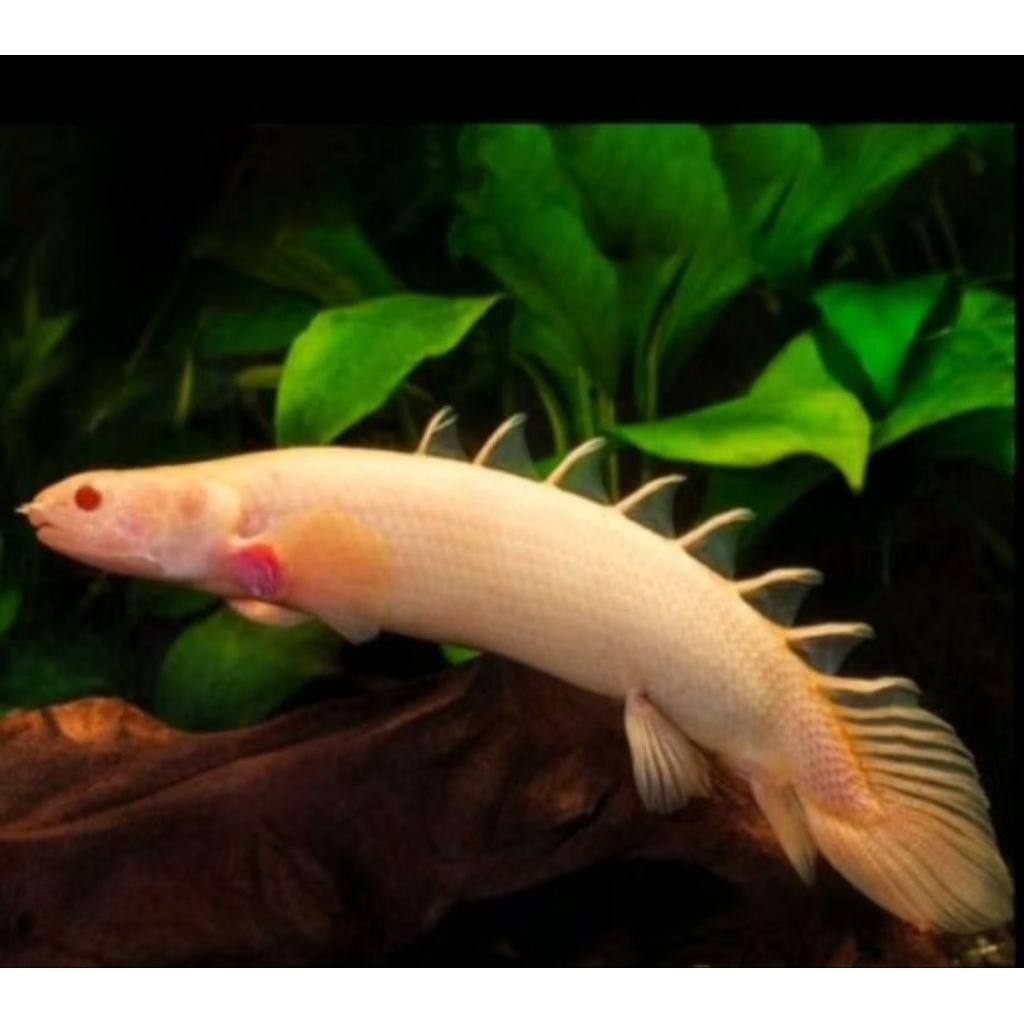 plasma albino vitamin suplemen ikan hias hiyas naga air dekorasi Akuarium aquaseceps air tawar