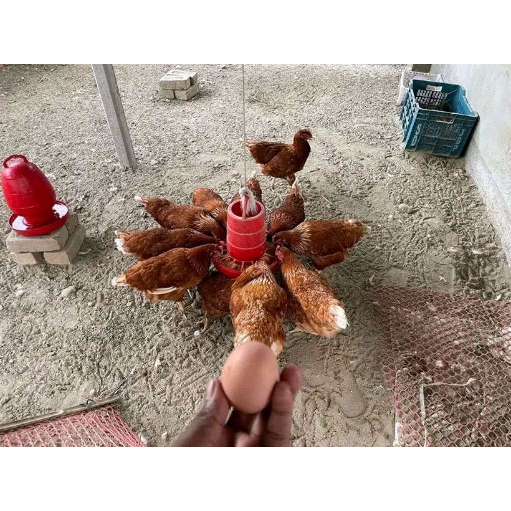 Ayam Petelur ISA Brown Usia 23 Minggu: Siap Panen Telur Setiap Hari