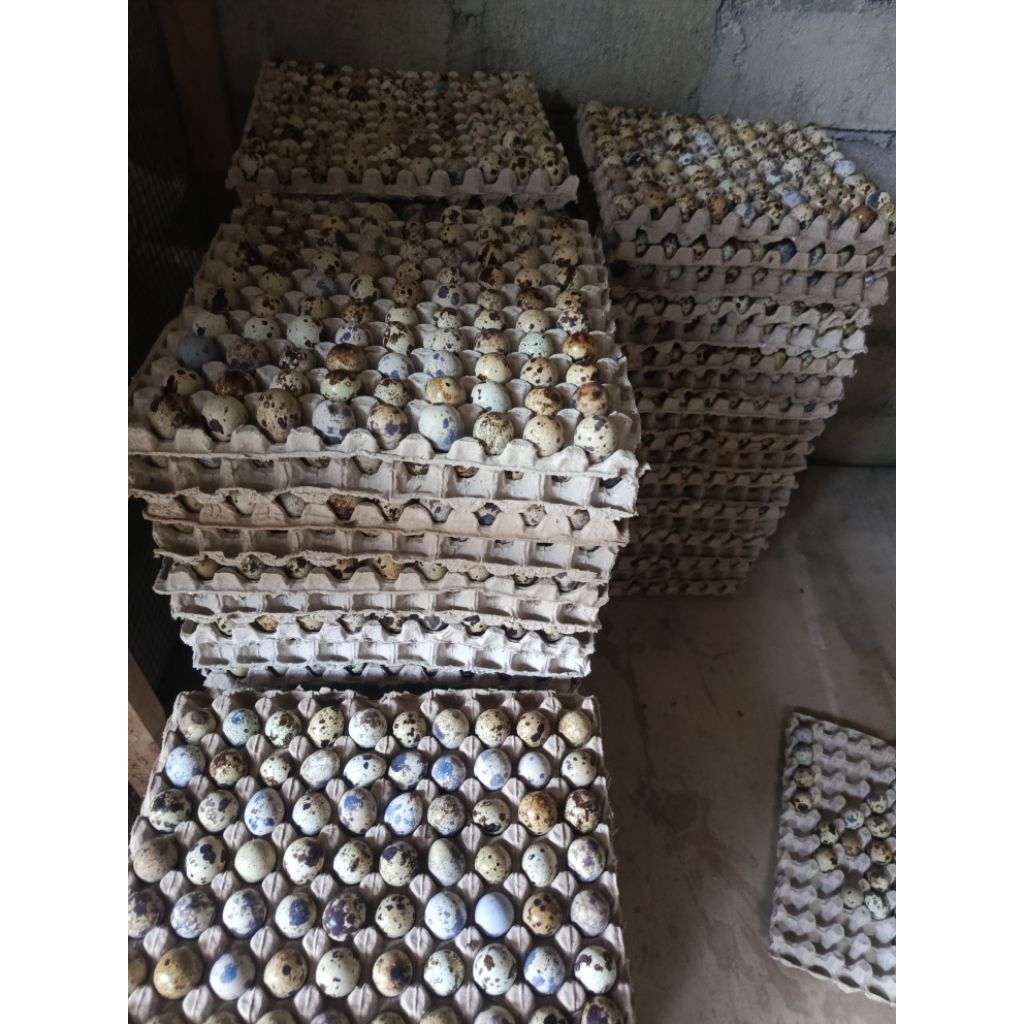 Telur Puyuh 1kg Fresh dari kandang (Mentah)