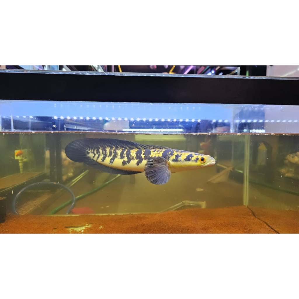 CHANNA MARU YELLOW  SENTARUM (YS) JUMBO BAHAN KONTES GARANSI IKAN SEHAT 100%