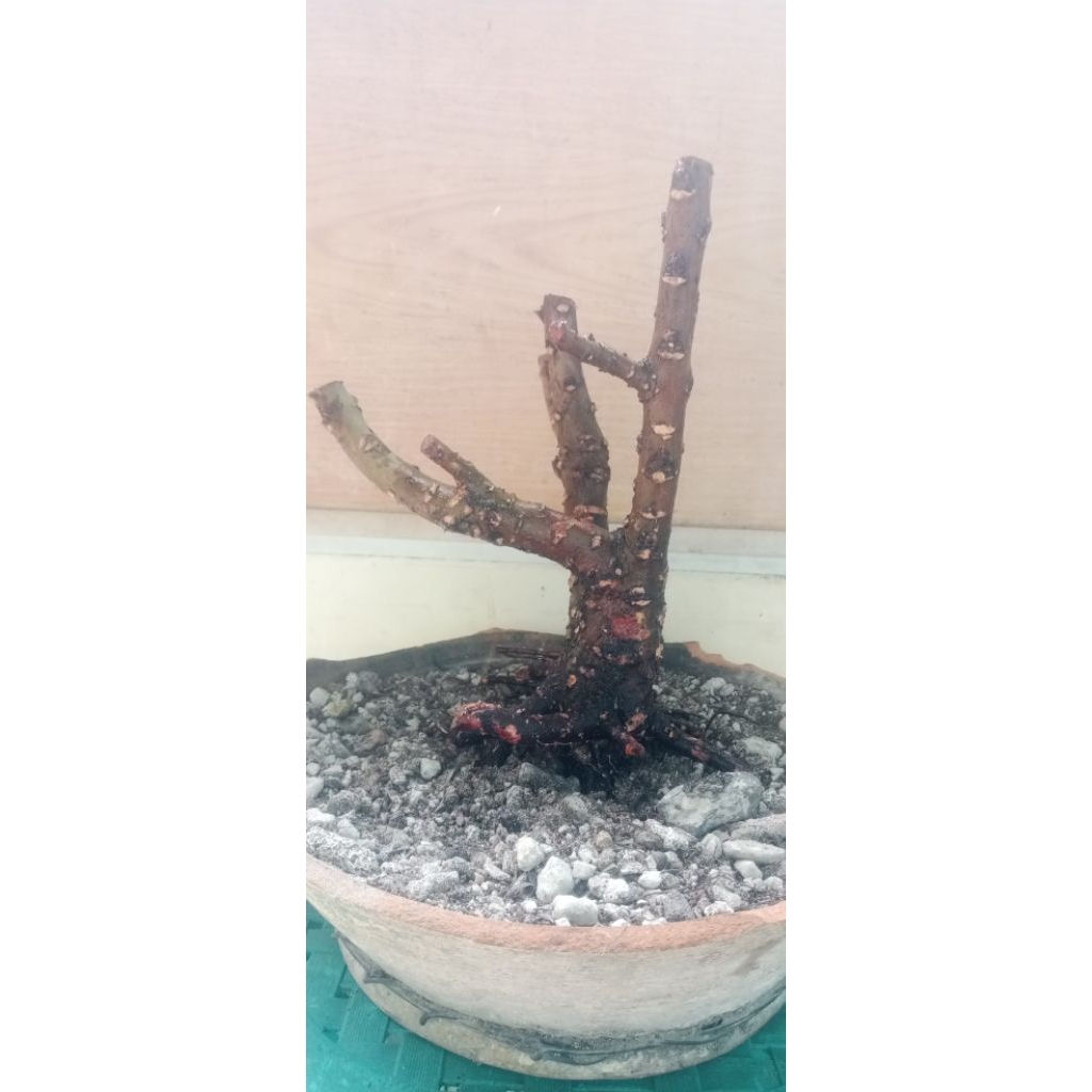 bahan bonsai santigi #3| santigi karang|santigi|bonsai