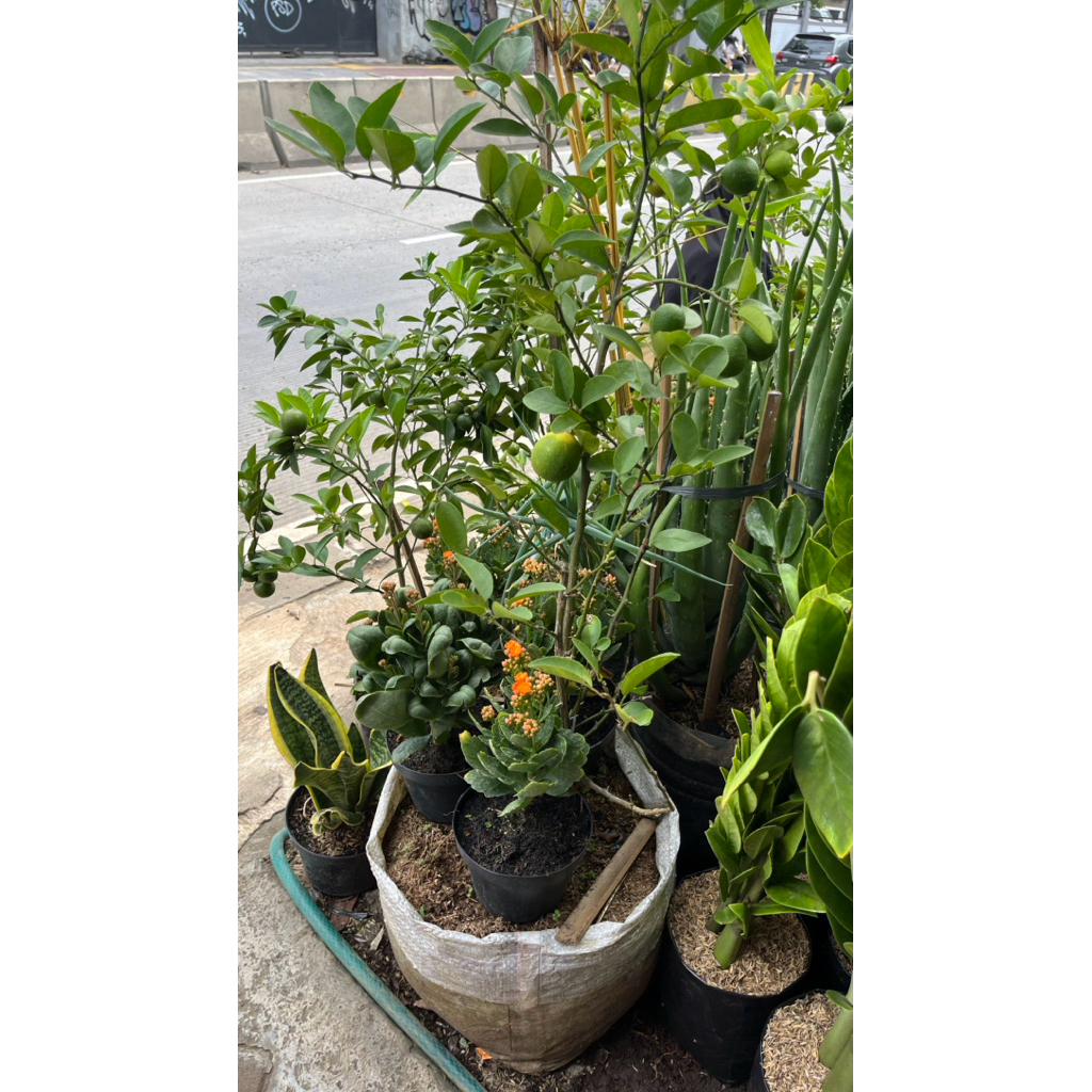 Bibit Tanaman Jeruk Nipis Kampung Polybag Karung Besar Sudah Berbuah