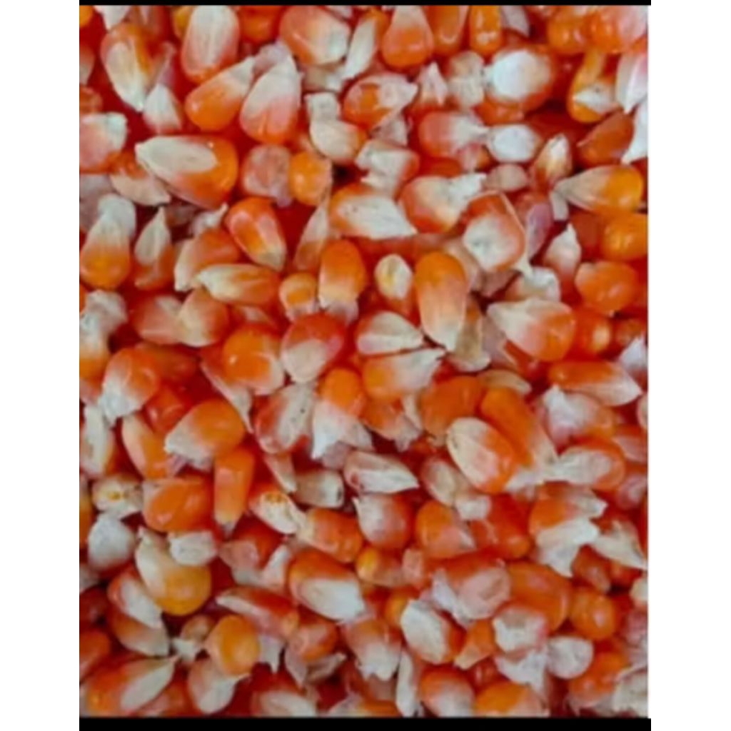 1 KG jagung Unyil kecil/kristal kering