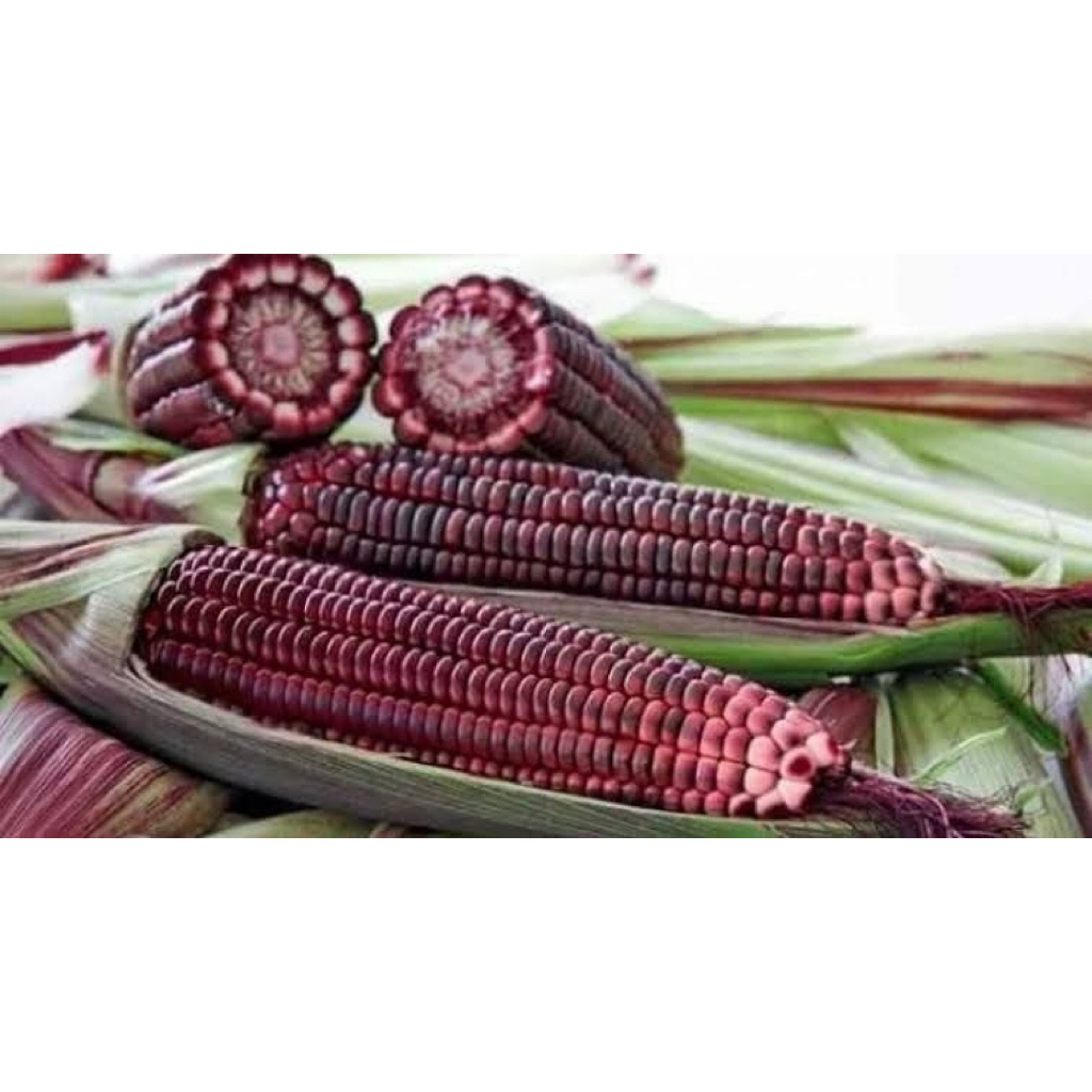 jagung ketan ungu ± 1 Kg