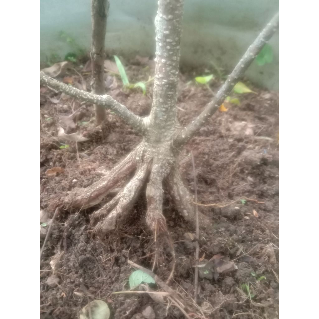 bonggol kimeng prokar pecah batang 8 TB-+30cm