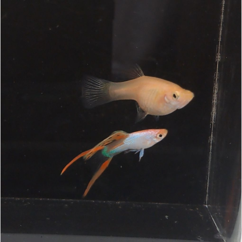 Endler Blonde Silverado Double Sword