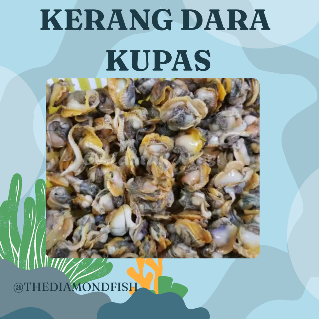 Kerang Dara Kupas Segar / Daging Kerang Dara 1Kg