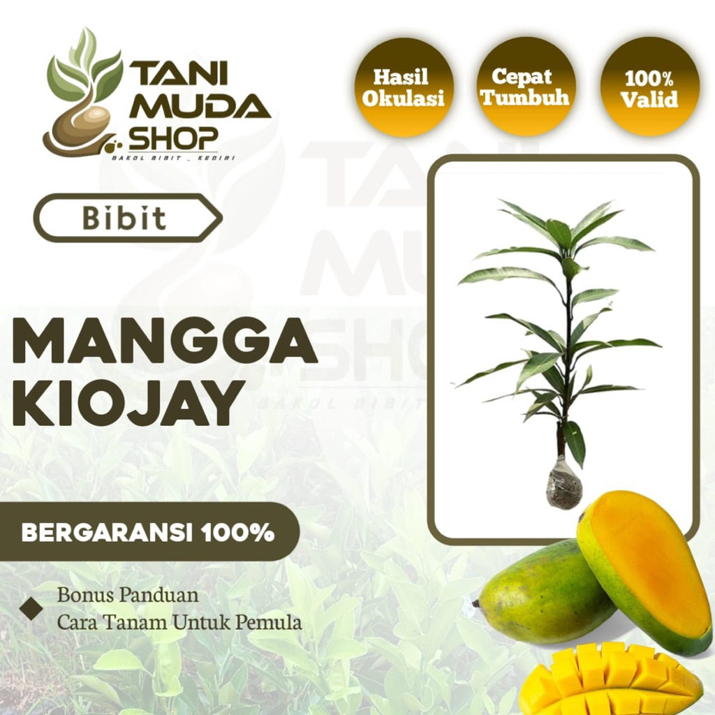 benih BIBIT MANGGA KIOJAY - MANGGA KIOJAY - MANGGA SUPER - MANGGA VIRAL - BERGARANSI