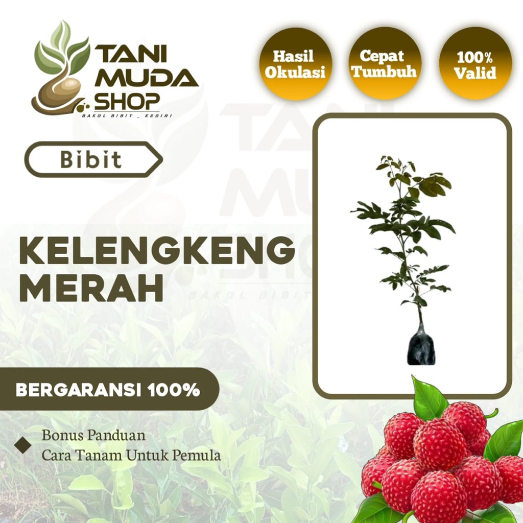 benih BIBIT KELENGKENG MERAH - KELENGKENG MERAH - KELENGKENG VIRAL - KELENGKENG - BERGARANSI