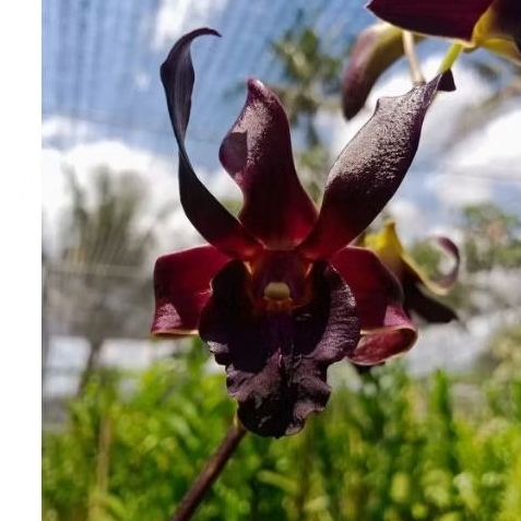 Anggrek Dendrobium Rajajowas x Taurinum