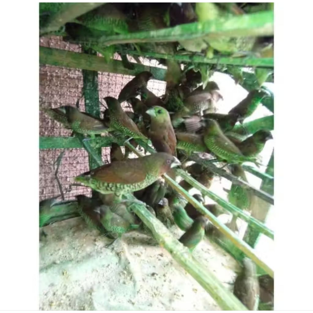 Burung Emprit warna warni beli 15 gratis 1