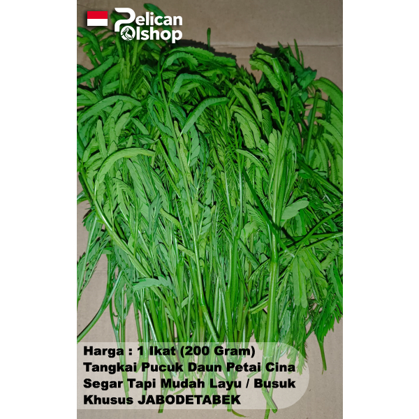 Pucuk Tangkai Daun Muda 1 Ikat 200 Gram Lamtoro Petai Petai Cina Selong