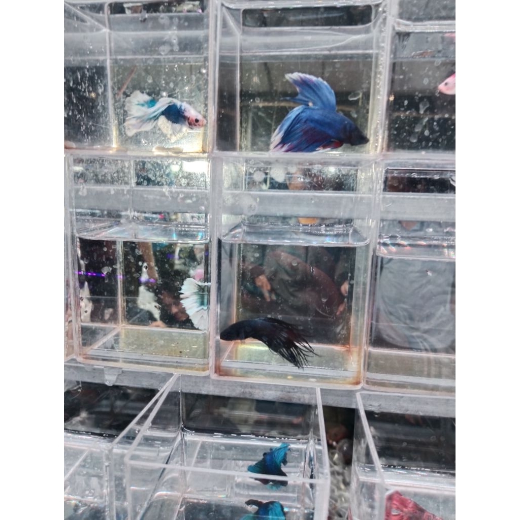 ikan cupang black crowntail