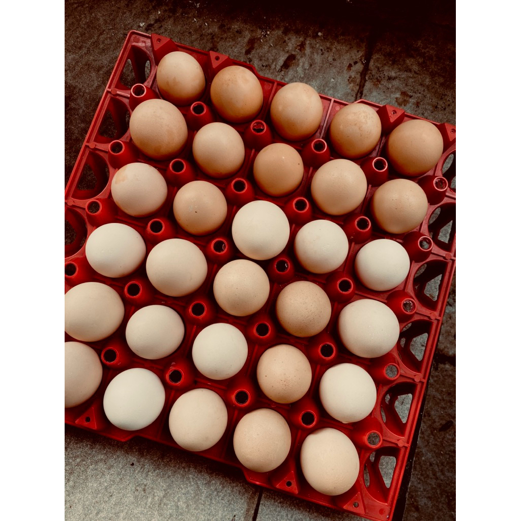 Telur Tetas Ayam Bp3 Spesial Warna Abu/Grey( 1 Box - Isi 10 )
