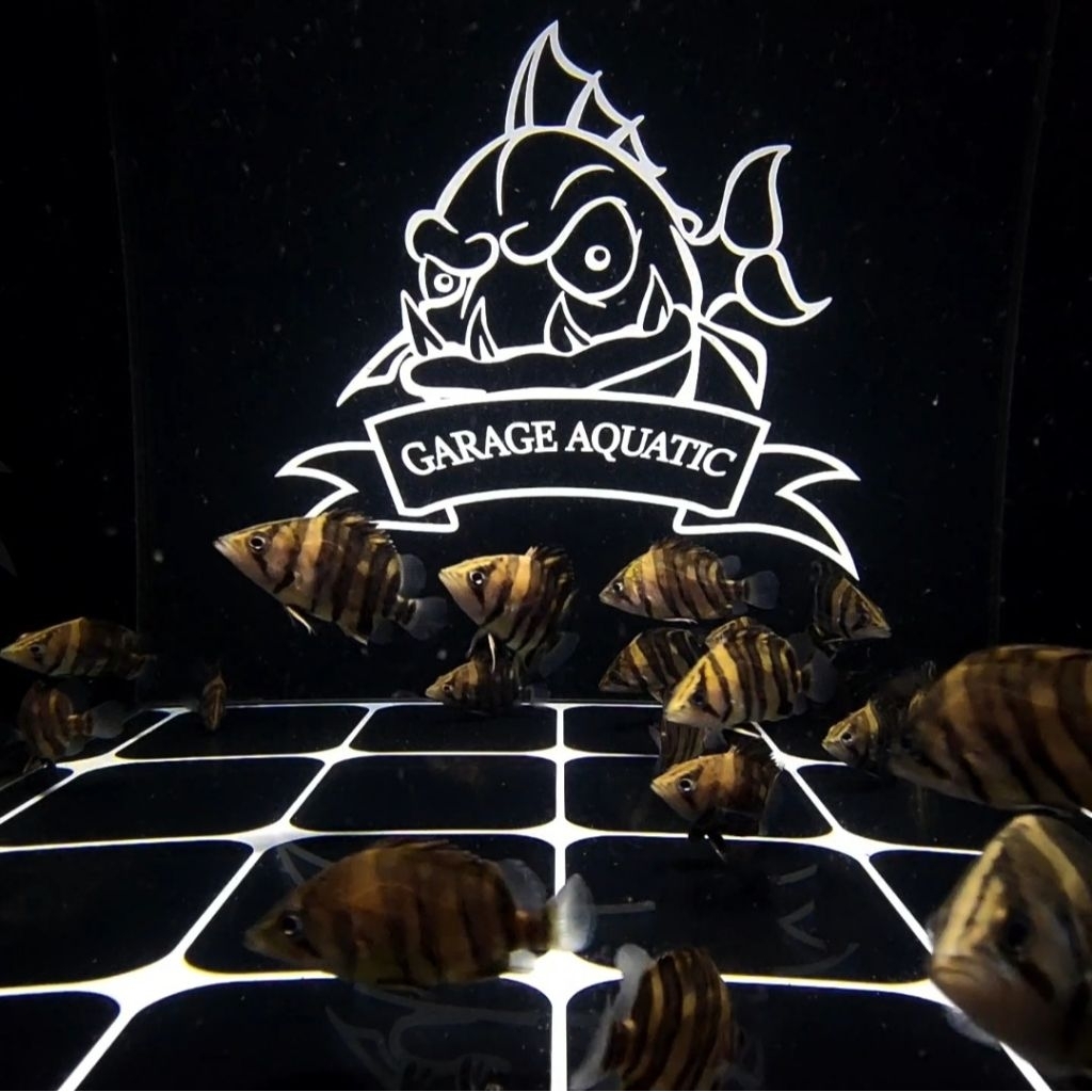 (INSTANT) DATZ TIGER FISH IKAN HIAS PREDATOR AQUARIUM KOLAM