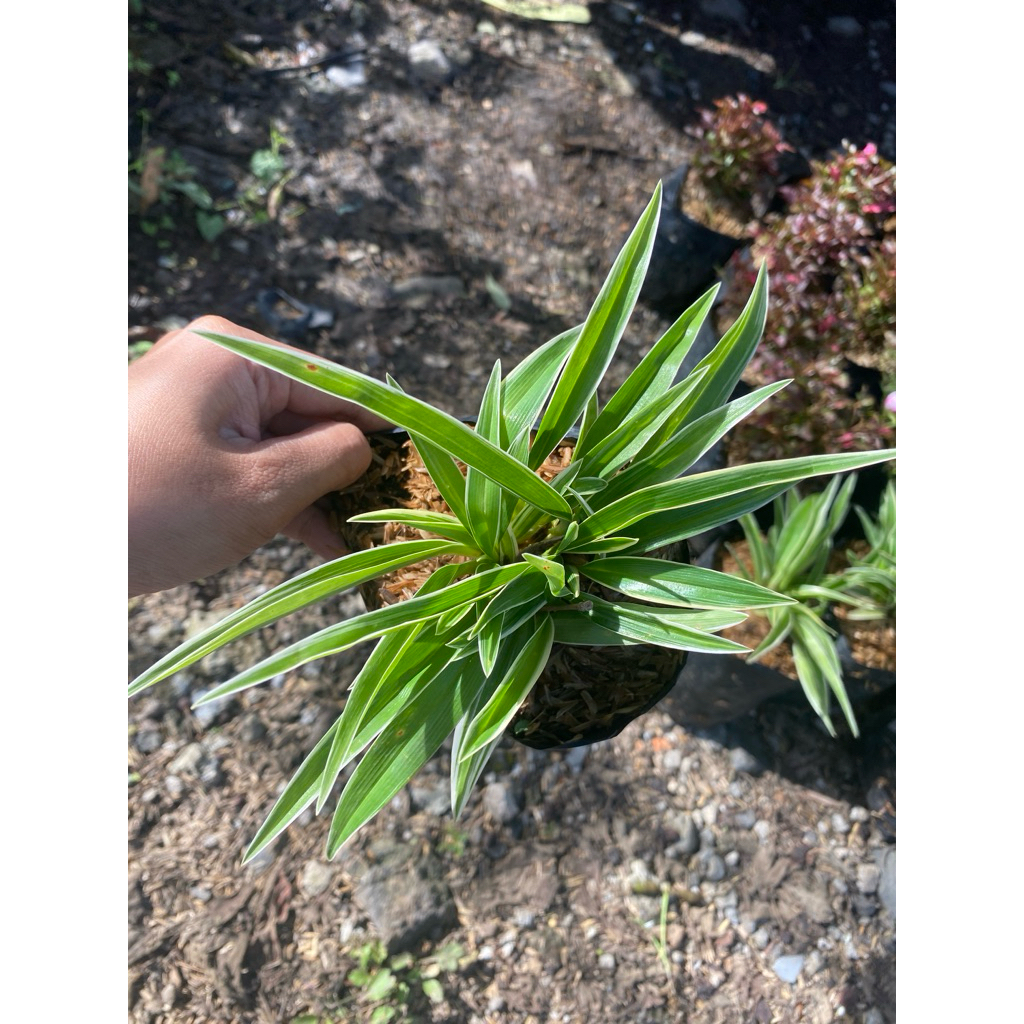 Lili paris - tanaman hias - lili paris ekonomis - lili paris