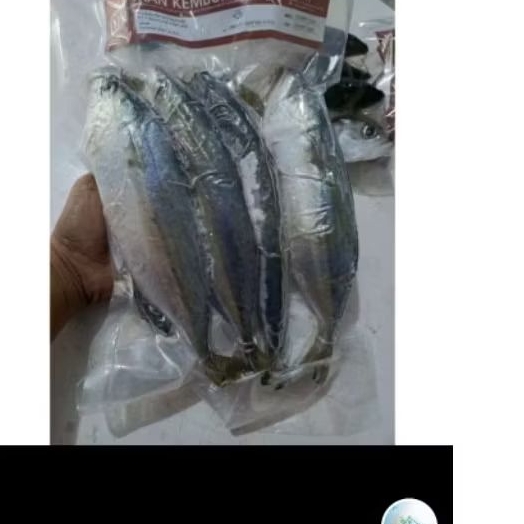 ikan kembung DJ frozen
