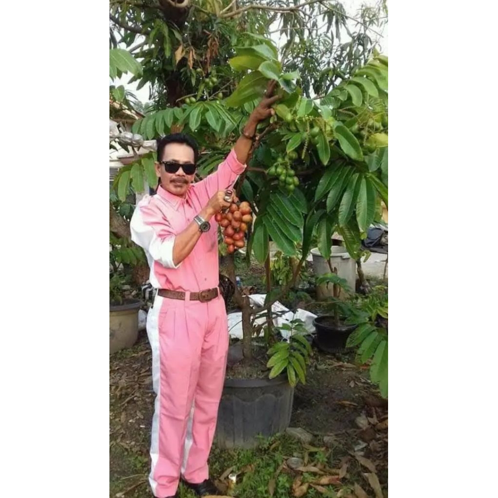 Bibit Tanaman Buah Matoa-Bibit Matoa Cangkok/Sambung