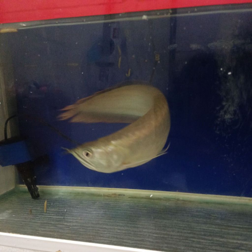 ikan arwana silver red