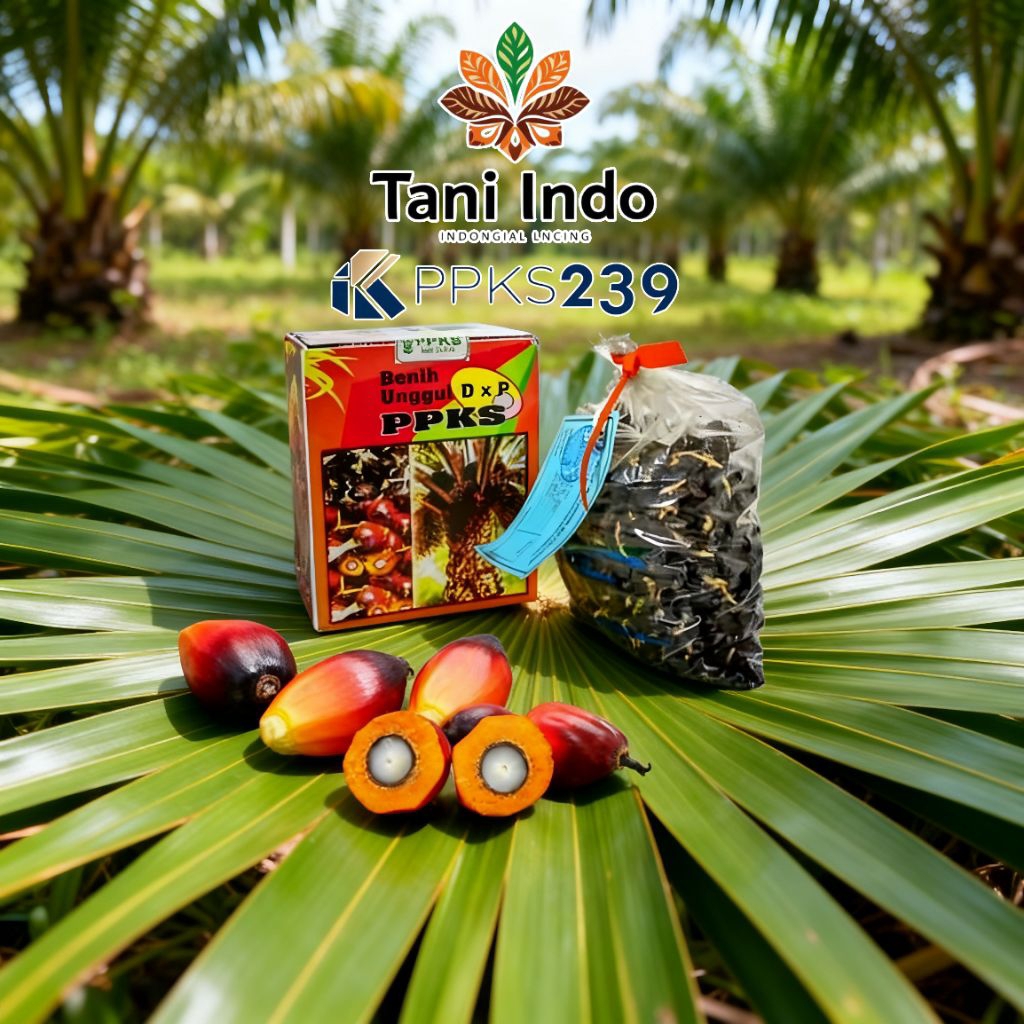 bibit kecambah kelapa sawit ppks239 unggul bersertifikat
