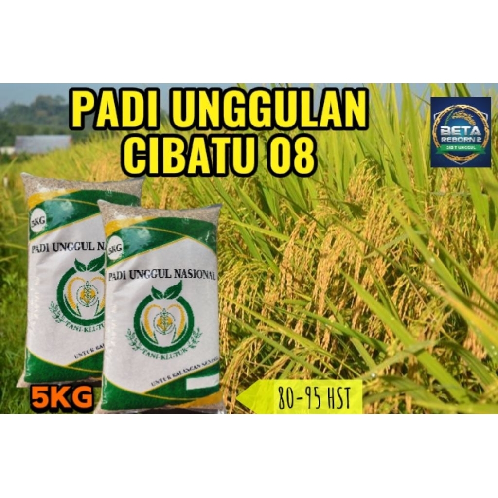 PADI UNGGUL CIBATU 08 PREMIUM 5KG