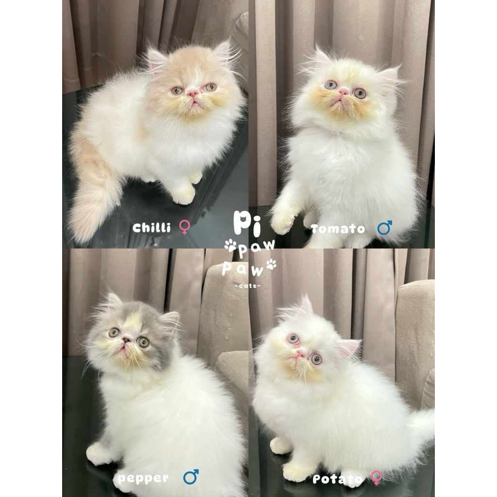 Anak Kucing Persia Peaknose Himalaya Ragdoll Munchkin