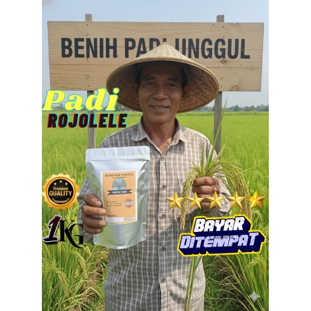 Benih/bibit padi unggul ROJOLELE 1kg (100-105 Hst)